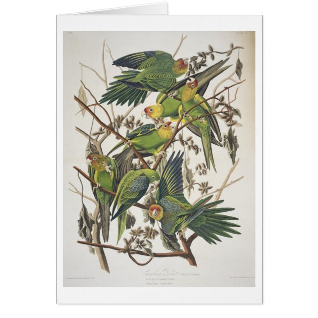 Perruche de Caroline, des "oiseaux de l'Amérique", (Devant)