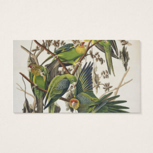 Perruche de Caroline, des "oiseaux de l'Amérique"
