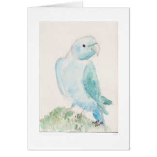 Perruche indienne de ringneck