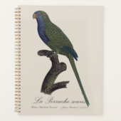 Perruche Moine, Myiopsitta Monachus (Devant)