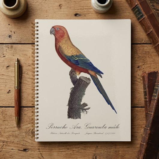 Perruche soleil mâle, Aratinga solstitialis