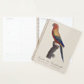 Perruche soleil mâle, Aratinga solstitialis (Devant avec enveloppe)