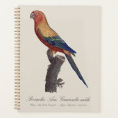 Perruche soleil mâle, Aratinga solstitialis (Devant)