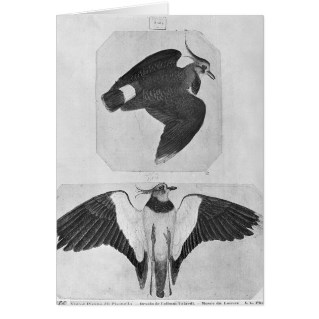 Perruches, le de l'album de Vallardi (Devant)