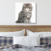Persian Kitten (2 maanden oud) zittend Canvas Afdruk (Insitu (Slaapkamer))