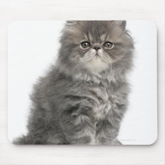 Persian Kitten (2 maanden oud) zittend Muismat (Voorkant)
