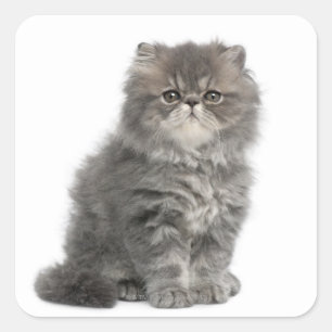 Persian Kitten (2 maanden oud) zittend Vierkante Sticker