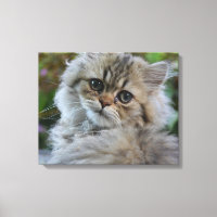 Persian Kitten