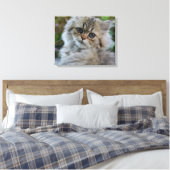 Persian Kitten Canvas Afdruk (Insitu (Slaapkamer))