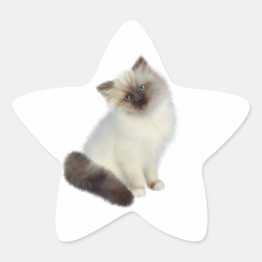 Persian Kitten Ster Sticker (Voorkant)