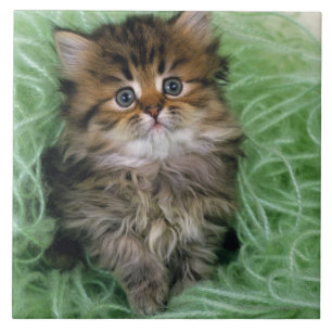 Persian Kitten Tegeltje