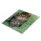 Persian Kitten Tegeltje (Zijkant)
