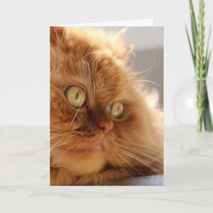 PERSIAN ORANGE CHAT BELLE CARTE D'ANNIVERSAIRE