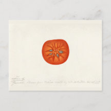 Persimmon (Diospyros) Waterverf-schilfers
