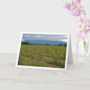 Persimmon Trees and Mountain Landscape Card Kaart