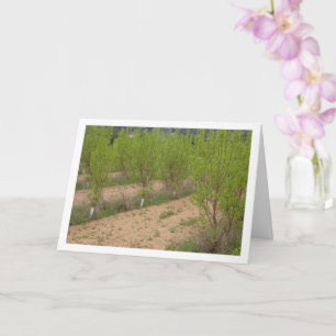 Persimmon Trees in de lente Kaart