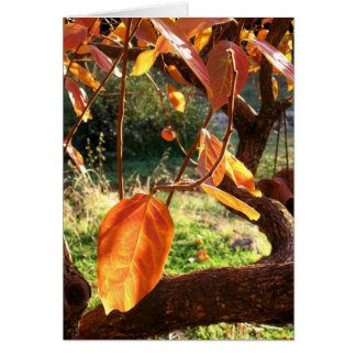 Persimmons