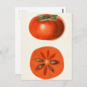 Persimons Waterverf schilderen Briefkaart (Voorkant / Achterkant)