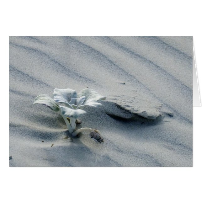 Persistentie (Voorkant Horizontaal)