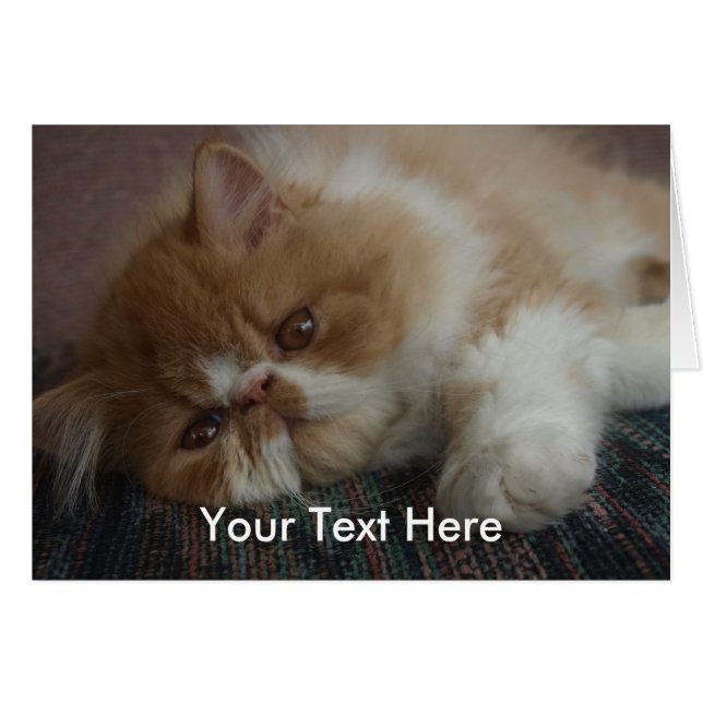 Persizische Kitten-kaart (Voorkant Horizontaal)