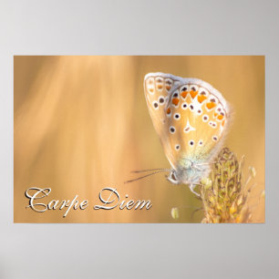 Personal Carpe Diem, prachtig vlinderportret Poster
