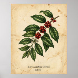 Personalized Vintage Coffee Plant Botanical Poster