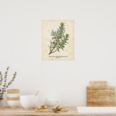 Personalized Vintage Rosemary Herb Botanical Poster (Keuken)
