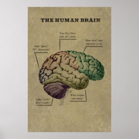 Personnalisable Poster du Cerveau Humain, modifier (Devant)
