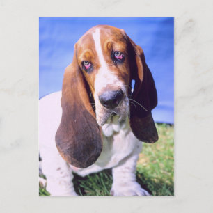 Personnalisé- Carte postale : Lonely Basset Hound