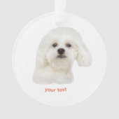 Personnaliser le chiot maltais (devant)