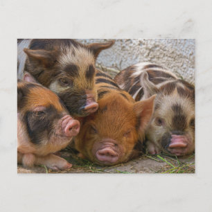 Personnalisez votre propre carte postale photo et 