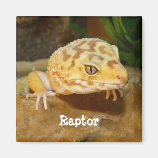 Persoonlijk Leopard Gecko Lizard Magneet (Voorkant)