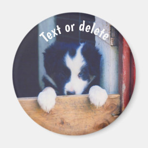 Persoonlijke Border Collie Puppy Hond Magneet