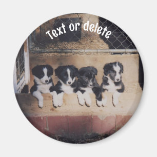 Persoonlijke Border Collie Pups Magneet