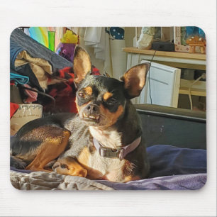 Persoonlijke Chihuahua-hondsfoto   Muismat