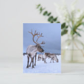 Persoonlijke graasrendierfoto briefkaart (Staand voorkant)