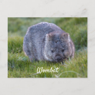 Persoonlijke Knuffel Wombat Dier Tasmanië Australi Briefkaart