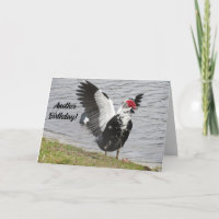Persoonlijke Muscovy Eend Nog Een Verjaardag!