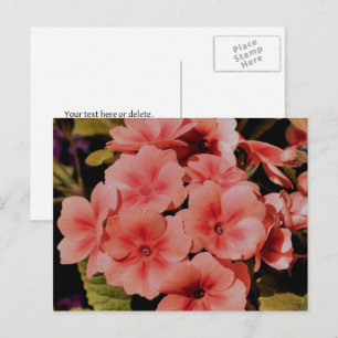Persoonlijke Perzik Primula Bloemen Briefkaart