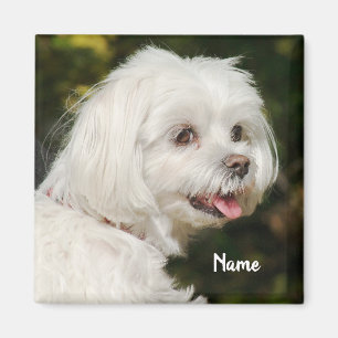 Persoonlijke witte Maltese puppy Dog Magneet