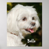 Persoonlijke witte Maltese puppy Dog Poster (Voorkant)