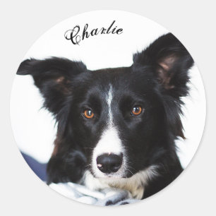 Persoonlijke zwarte en witte rand collie ronde sticker