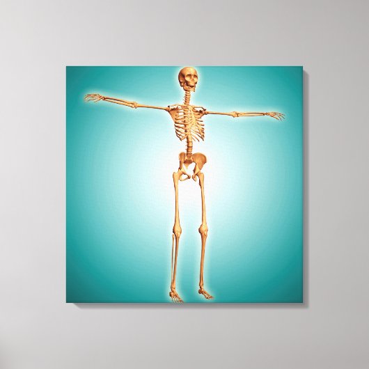 Perspectief Uitzicht van het menselijk skeletsyste Canvas Afdruk (Voorkant)