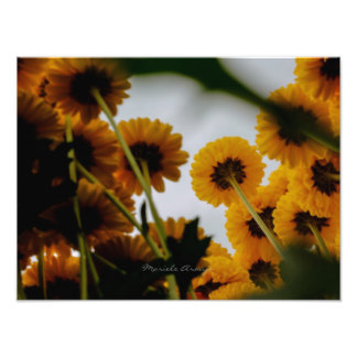 Perspectiva Foto Afdruk