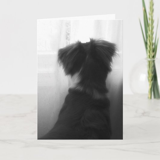 Perte de la carte de sympathie de chien (Devant)