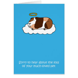 Perte de la sympathie du cochon de Guinée animal