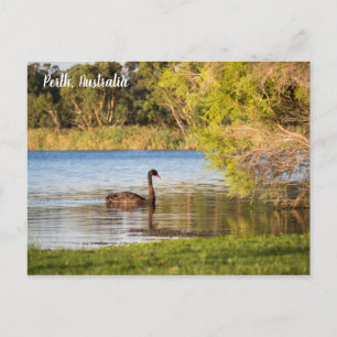 Perth Black Swan Australia Briefkaart