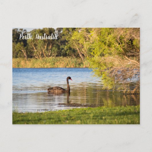 Perth Black Swan Australia Carte postale (Devant)