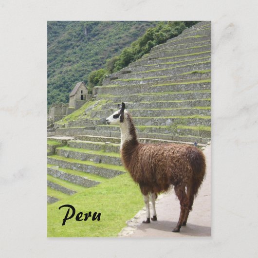 peru llama briefkaart (Voorkant)