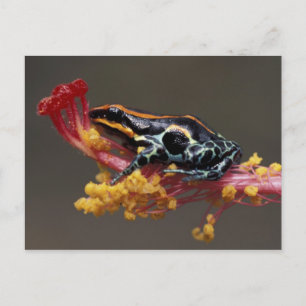 Peru, Peruviaans regenwoud. Poison Arrow Frog Briefkaart